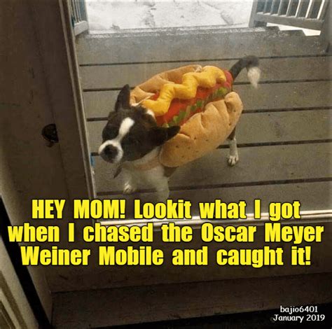 Lookit I Has A Hotdog Dog Pictures Funny Pictures Of Dogs Dog