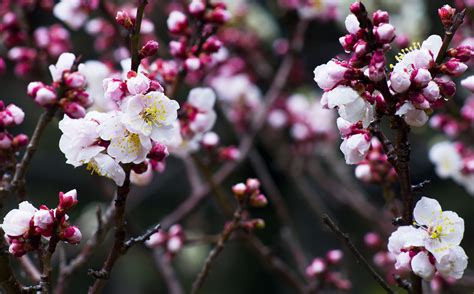 Plum Blossom In Tokyo Japan Sams Photo Blog