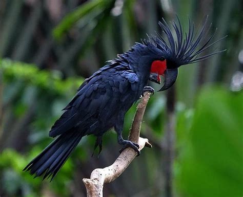 Jenis Jenis Burung Kakak Tua Asli Indonesia Info Seputar Burung