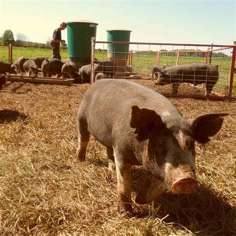 3 Tips For Raising Pigs Outside Osborne Industries