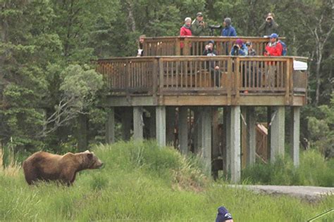 New Alaska Park Bridge Aimed At Limiting Bear Encounters