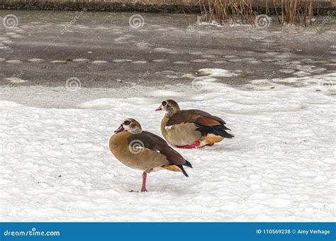 Two Ducks Standing In The Snow Stock Photo Image Of Mallard Bird