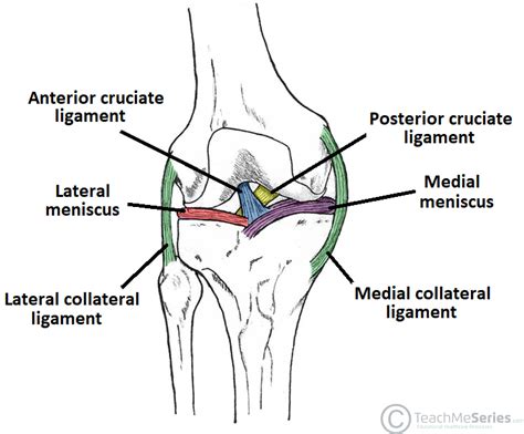 The glenohumeral or shoulder joint is the most mobile joint in the body. The Knee Joint - Articulations - Movements - Injuries ...
