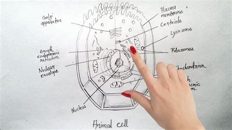 Here, you can get quality custom essays, as well as a dissertation, a research paper, or term papers for sale. Animal Cell Drawing at PaintingValley.com | Explore ...
