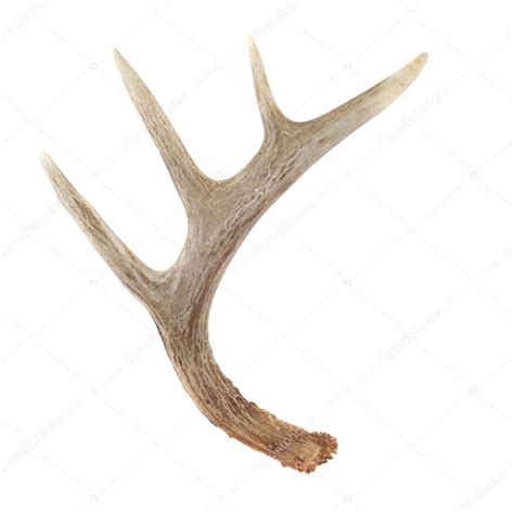 Side View Of Whitetail Deer Antlers — Stock Photo © Deepspacedave 5348519