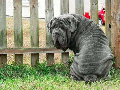 Neapolitan Mastiff Breed Guide Learn About The Neapolitan Mastiff