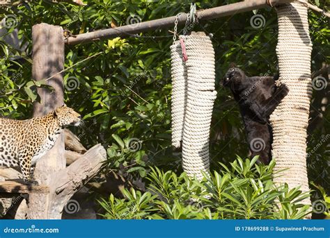 Leopard Eating Food On The Tree Stock Photo Image Of Mammal