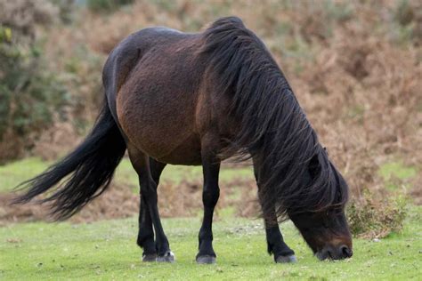 dartmoor pony breed profile