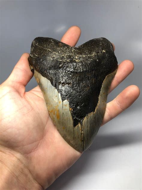 Megalodon Shark Tooth 604” Giant Real No Restoartion 4280 Ebay