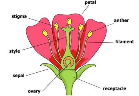 Reproduction In Plants Diagram