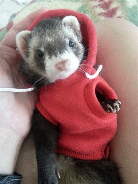 They Look Good In The Latest Fashions Cute Ferrets Pet Ferret Baby
