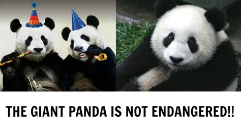 Giant Panda Is No Longer Endangered Why Youtube