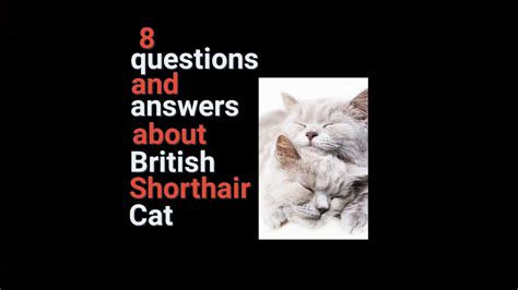 8 Questions And Answers About British Shorthair Cat Youtube