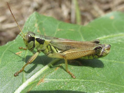 Northern Spur Throat Grasshopper Vermont Atlas Of Life