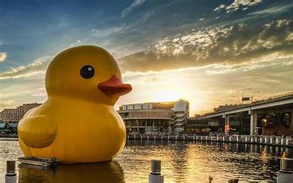 Rubber Ducks Duck Water Landscape Wallpapers Desktop