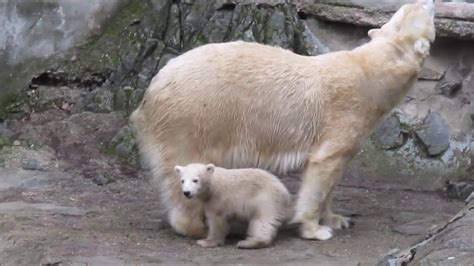 Polar Bear Baby Girl At Zoo Brno Youtube