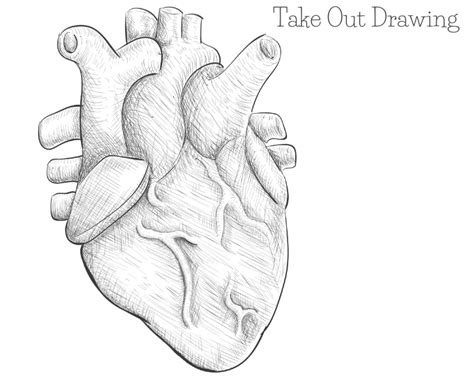 Human Heart Drawing Simple How To Draw A Human Heart Really Easy