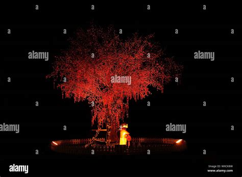 Red Chinese Tree Stock Photo Alamy