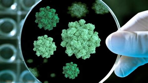 Mar 05, 2021 · if you get norovirus illness, you can shed billions of norovirus particles that you can't see without a microscope. Powerful Norovirus Spreads Across America Video - ABC News