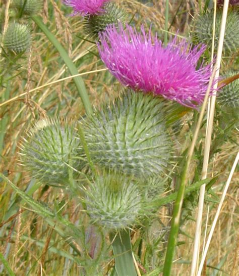 Bull Thistle Identification And Control Cirsium Vulgare King County