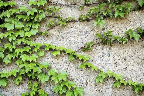 They are also very easy to move. Ivy Plant Growing On Concrete Wall Stock Photo - Download Image Now - iStock