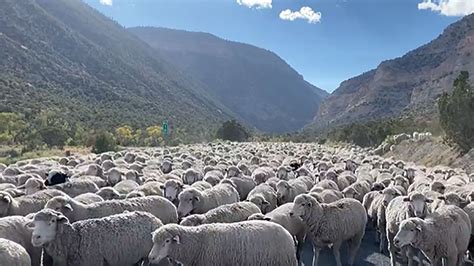 Utah National Forest Laments Sheep Herd Traffic Jam In Stunning Video