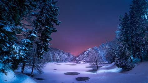 Fondos De Pantalla 1366x768 Invierno Nieve Picea Noche árboles