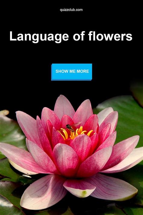 Language of flowers book 1800s. Language of flowers: facts you haven't heard before ...