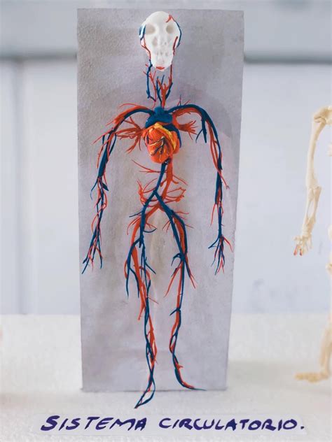 Maqueta Del Sistema Circulatorio Sistema Circulatorio Maqueta Sistema