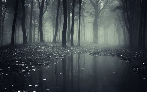1080p Free Download Mystic Forest Forest Dark Nature Rain Fog