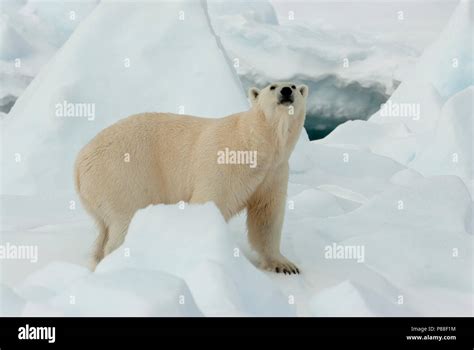 Ijsbeer Met Jong Polar Bear With Cub Stock Photo Alamy