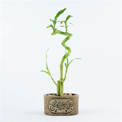 Lucky Bamboo Spiral In Floral Brown Oval Planter Elemental Bonsai Nursery