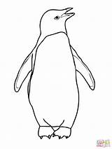 Coloring Penguin Emperor Penguins Popular sketch template