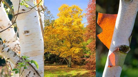 Birch Trees A Guide To Popular Species Homes And Gardens