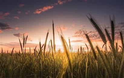 Wheat Field Sunset Sky Clouds Wallpapers Worship