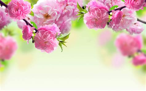 20 Flower Backgrounds Psd Vector Eps  Download