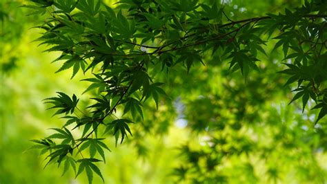 Green Leafed Trees Branches In Blur Green Leaves Background 4k Hd