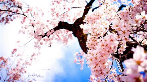 Tree Sakura Flower Nature Beautiful Wallpaper 1920x1080 669980