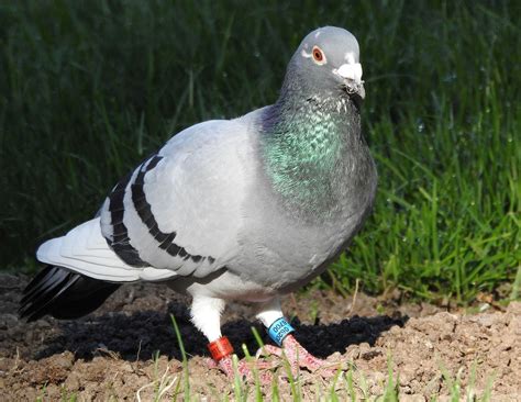 Do You Want To Keep Homing Pigeon As A Pet These Are The Things That