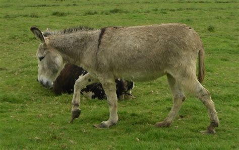 What To Do Donkeys With Overgrown Feet