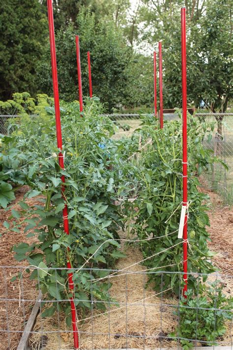 One More Method For Trellising Tomatoes Put Your Shovel Where Your