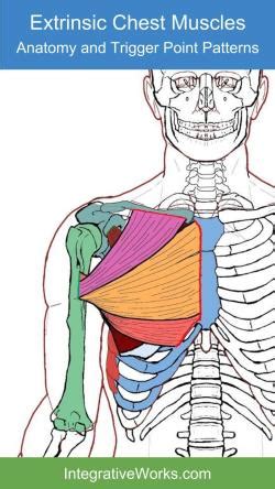 It will give a big impact to the other people on how they will look at you. Chest Anatomy Muscles - Anatomy Drawing Diagram