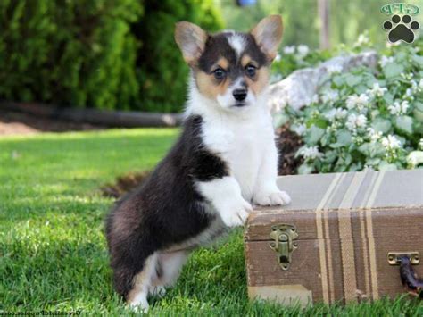 Big dog rescues, small dog rescues, australian labradoodle, dandie dinmont terrier, or morkie. Corgi Puppies Sale Ohio | PETSIDI