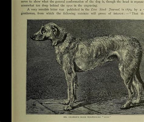 This Image Is Taken From The Illustrated Book Of The Dog Flickr