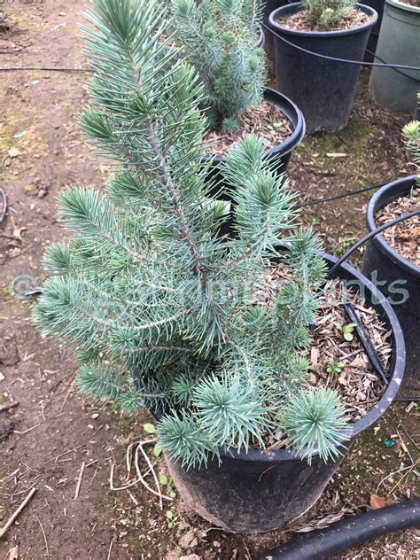 Italian Stone Pine Pinus Pinea Tr Shade