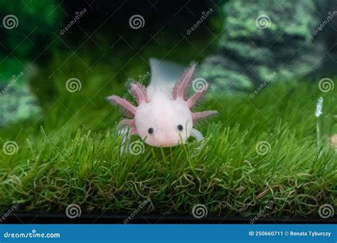 Small Axolotl Ambystoma Mexicanum Walking On A Grass In Aquarium Baby