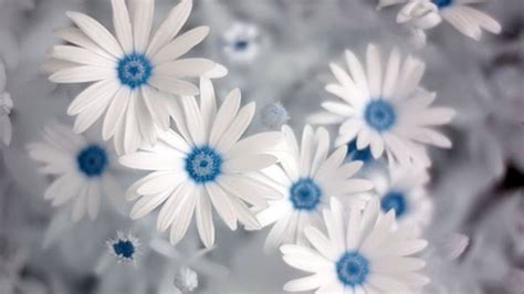 40 Most Beautiful Flowers Wallpapers