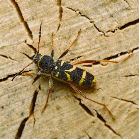 Wasp Beetle Clytus Arietis Laowa 65mm F28 2x Macro Flickr