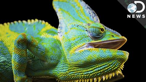 How And Why Chameleons Change Color So Cool Chameleon Changing