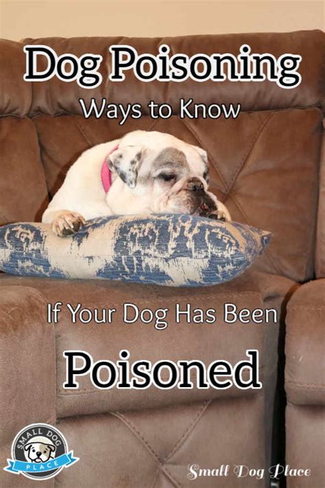 Dog Poisoning 4 Ways To Know If Your Dog Has Been Poisoned